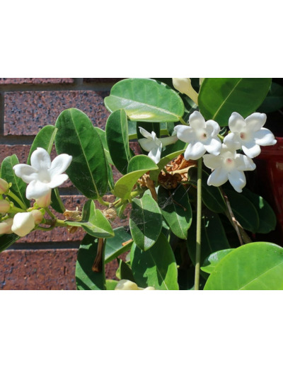 Stephanotis floribunda - Jasmin de Madagascar