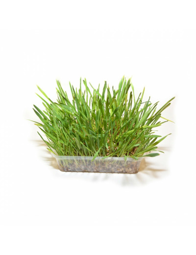 Herbes à chat en barquette - 100g