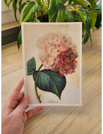 Affiche botanique - Hortensia