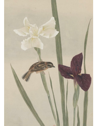 CARNET - FLEURS ET OISEAUX