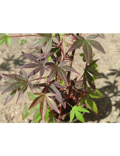 Acer palmatum 'Atropurpureum' - Érable palmé