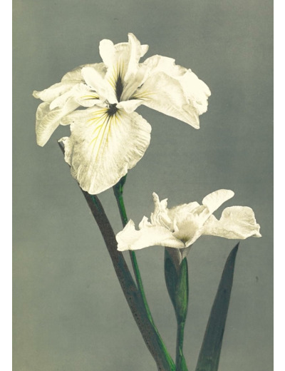 CARNET - FLEURS JAPONAISES