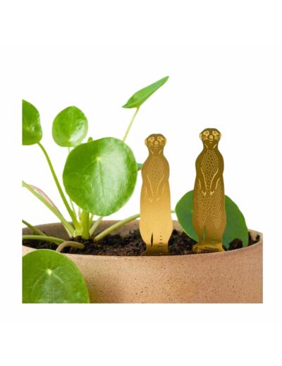 Bijou de plante "Suricate" Another Studio