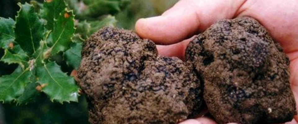 photo du magasin du marchand La truffe du roy