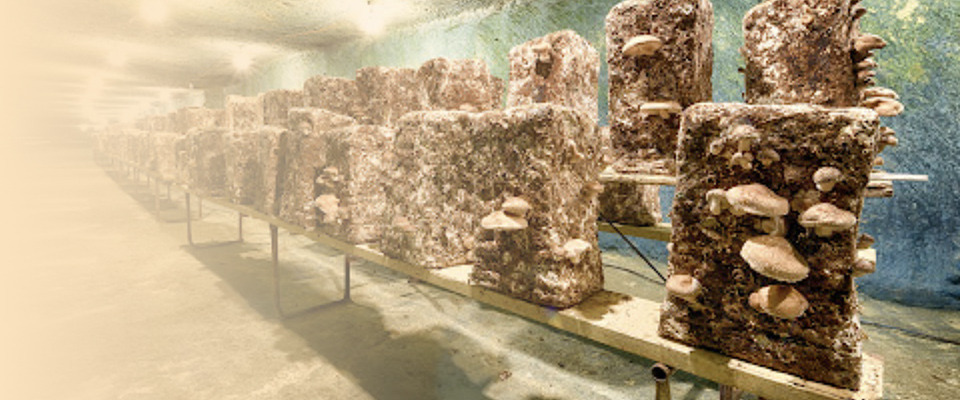 photo du magasin du marchand La cave des figuiers