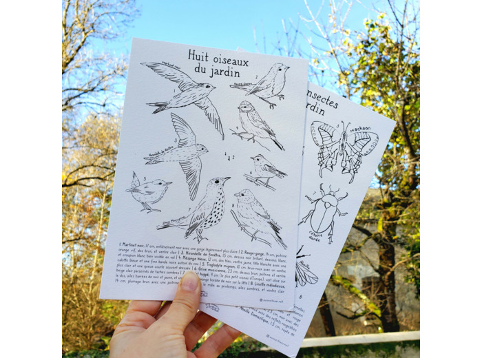 Affiche A5 - Huit oiseaux du jardin à peindre