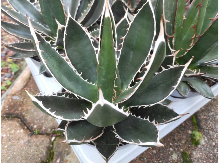 Agave titanota – Plants d'Agave à la craie