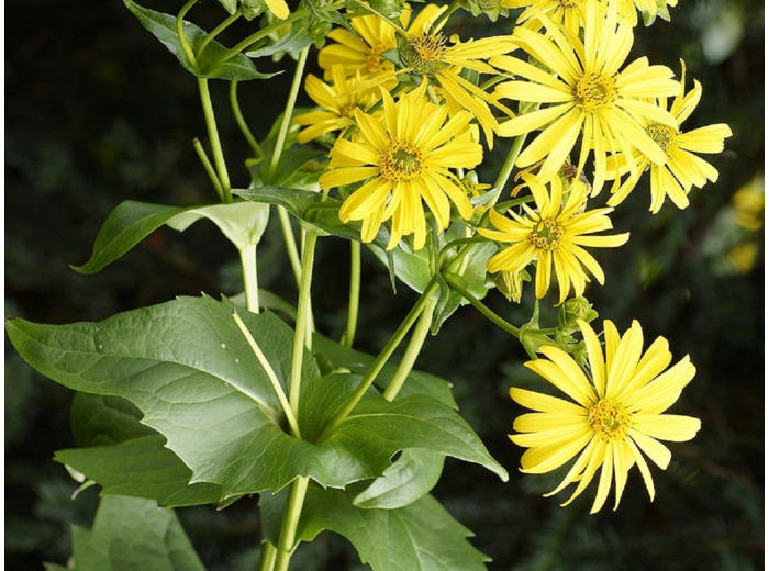 Graines de Silphie - Silphium perforatum