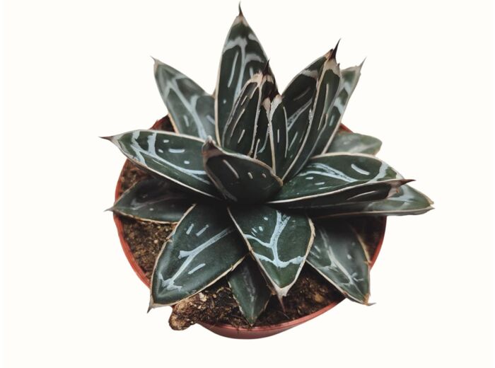 Agave victoriae-reginae - Agave de la Reine Victoria