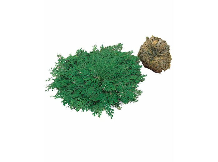 Rose de Jericho