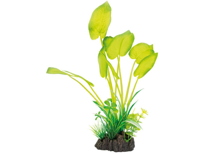 SUPERFISH, Plante Echinodorus - 25cm
