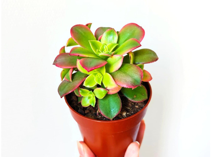 Plant d’Aeonium Kiwi