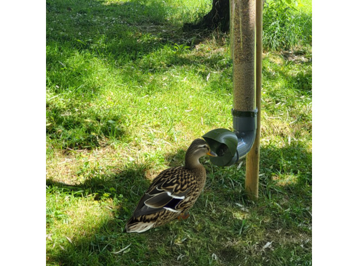 Mangeoire pour Canards