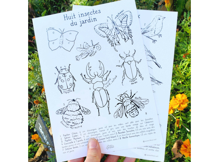 Affiche A5 - Huit insectes du jardin à peindre