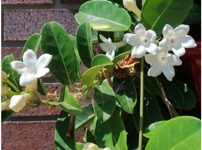 Stephanotis floribunda - Jasmin de Madagascar