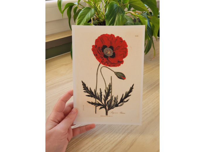 Affiche botanique - Coquelicot