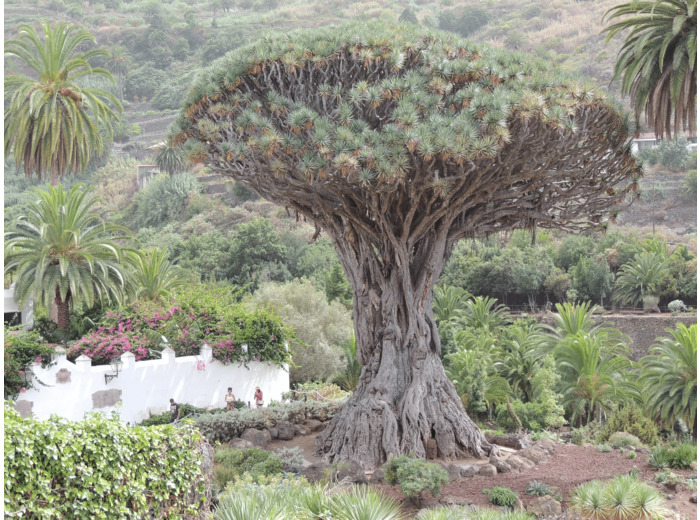 Dragonnier des Canaries - Graines et plants