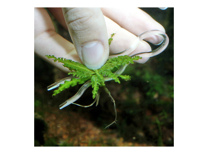 ÉPINGLES JBL PROSCAPE PLANTIS