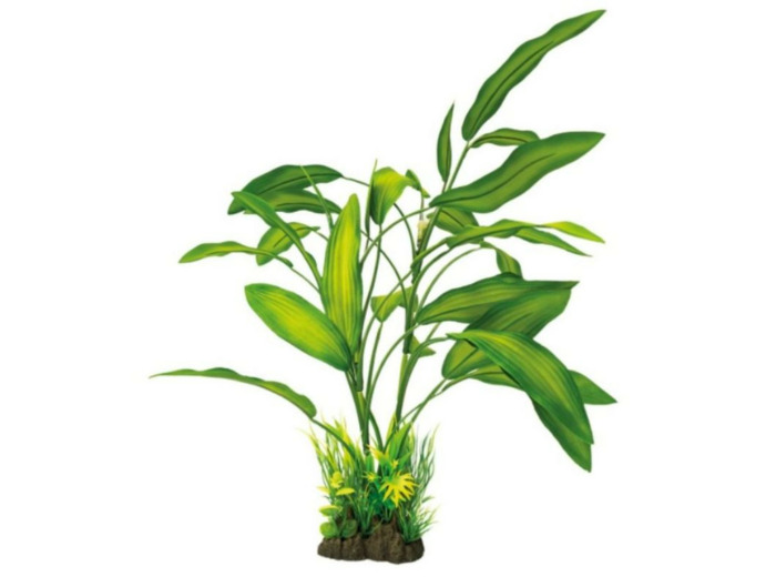 SUPERFISH, Plante Cryptocoryne - 40 cm