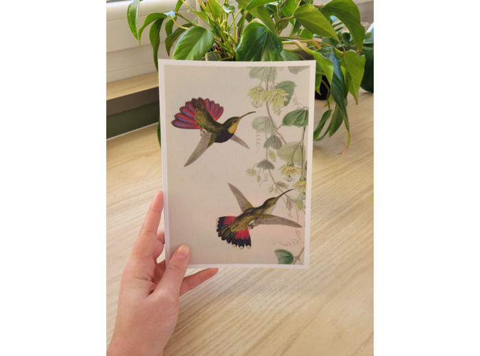 Affiche - Colibris