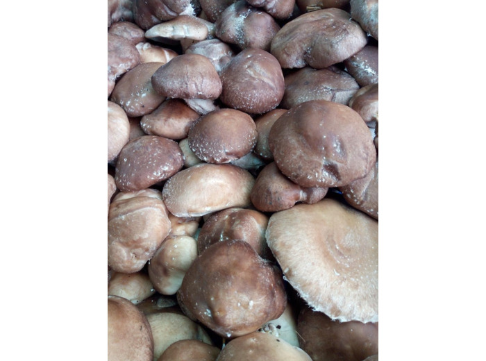 Champignons shiitakés bio