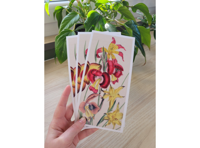 Carte fleur de naissance - Août