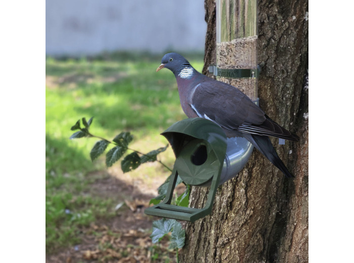 Mangeoire pour Pigeon