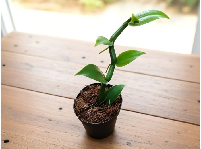 Jeune plant de Vanillier ou orchidée vanille