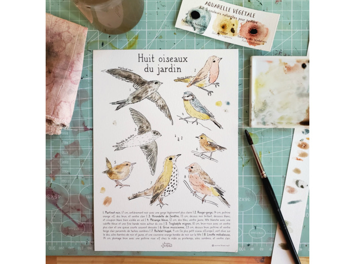 Affichette - Huit  oiseaux du jardin à peindre
