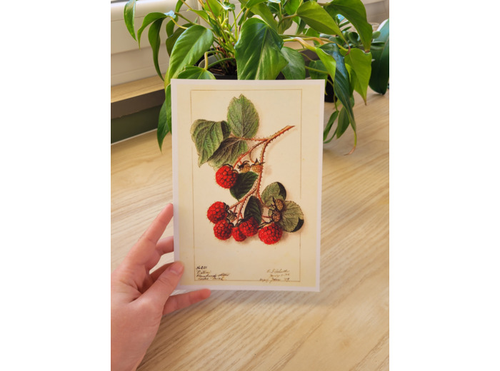 Affiche botanique - Framboises