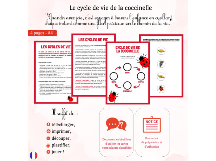 Cycle de vie de la coccinelle 🐞