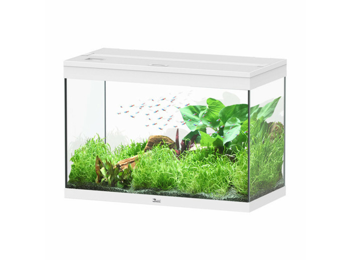 Aquarium Splendid 80 - 80 x 40 x 56 cm