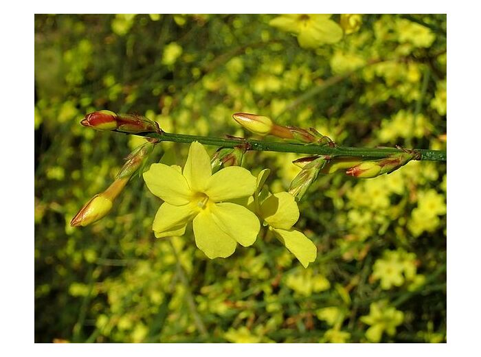 Jasminum nudiflorum - Jasmin d'hiver