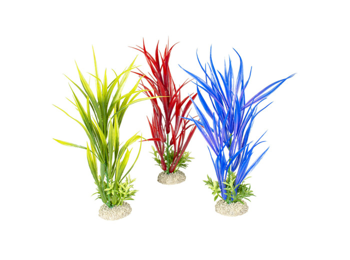 Plante "amazon sword" pour aquarium - 30CM