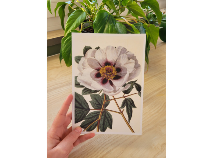 Affiche botanique - Pivoine blanche