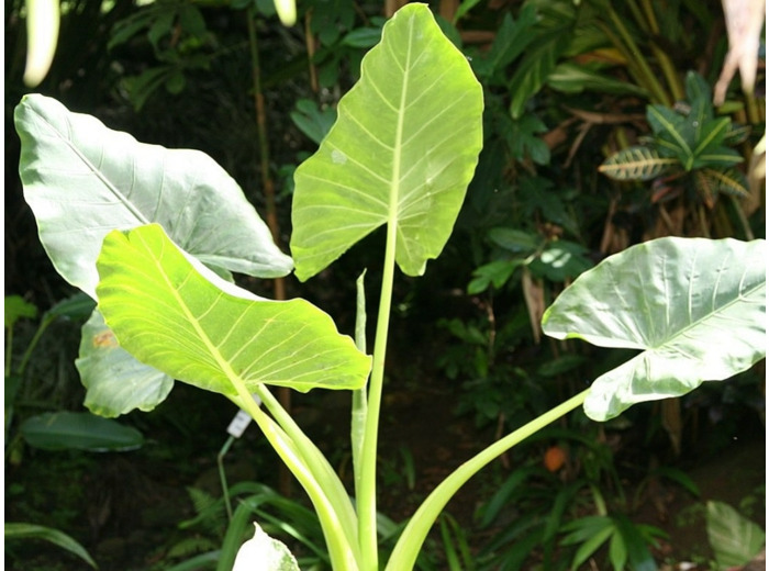 Alocasia macrorrhiza - Taro géant