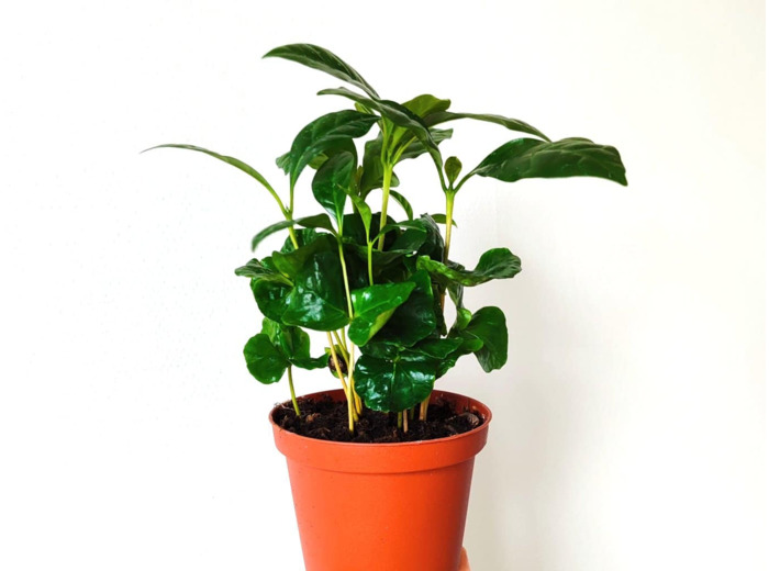 Plants de caféier ou Coffea arabica