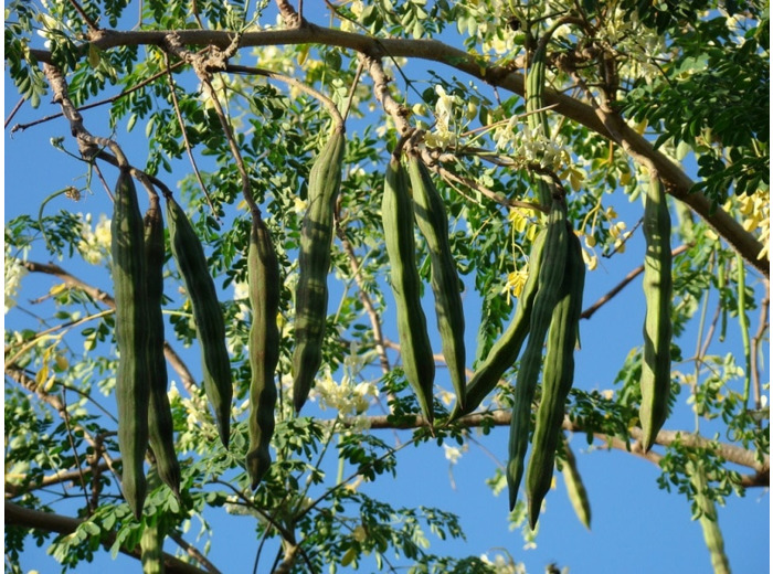 Graines de Moringa oleiferea - Neverdier