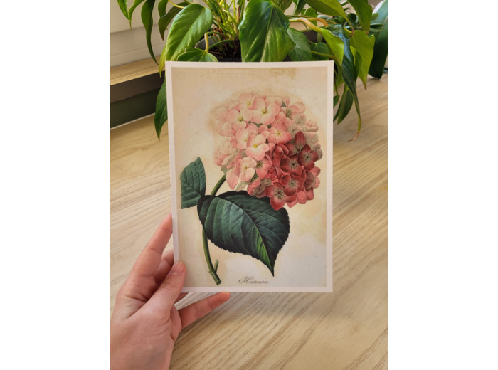 Affiche botanique - Hortensia