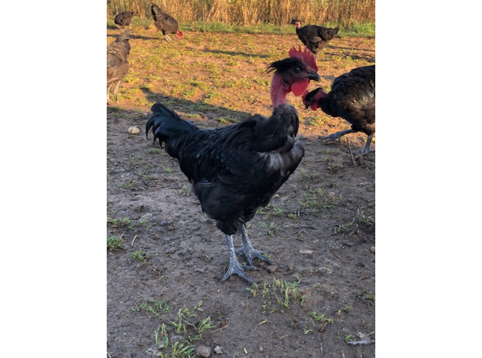 Poulet fermier 2.2 à 2.4 kg