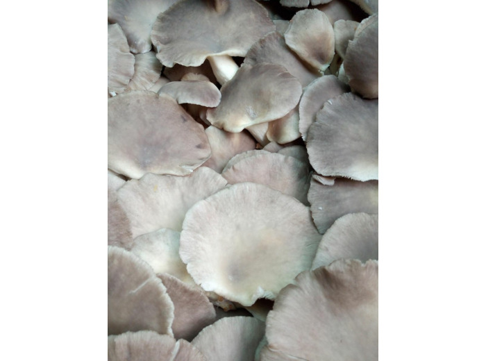 Champignons pleurotes bio