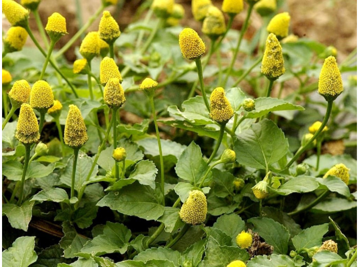 Graines de Brède mafane - Acmella oleracea