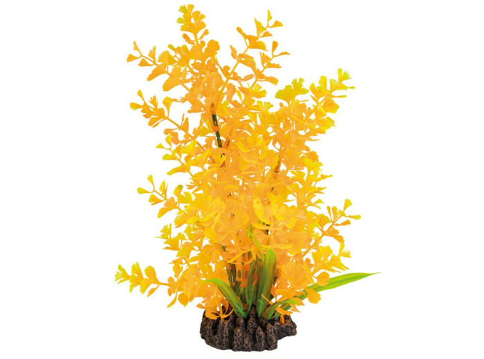 SUPERFISH, Plante Ludwigia orange - 25 cm