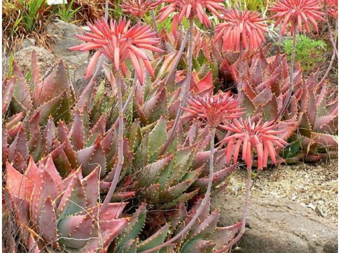 Aloe mitriformis - Aloe perfoliata