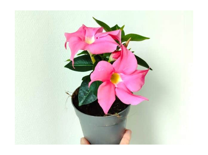 Plant de Dipladénia rose - Mandevilla Rose