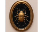 Ensemble 4 cadres insectes Entomologie 13x17cm