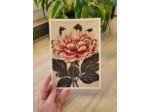 Affiche botanique - Pivoine rose