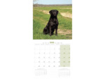 Calendrier chien 2025 - Labrador - Martin