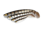 pro shad new colors 2024 fox rag