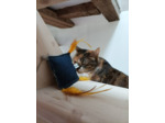 Jouet pour chat - Attrape Rêve